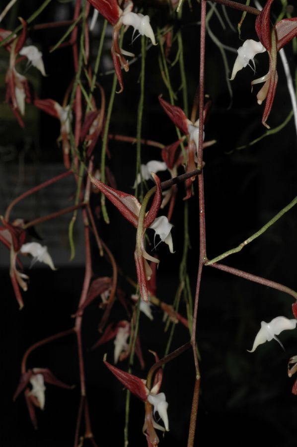 Orchidaceae Gongora superflua