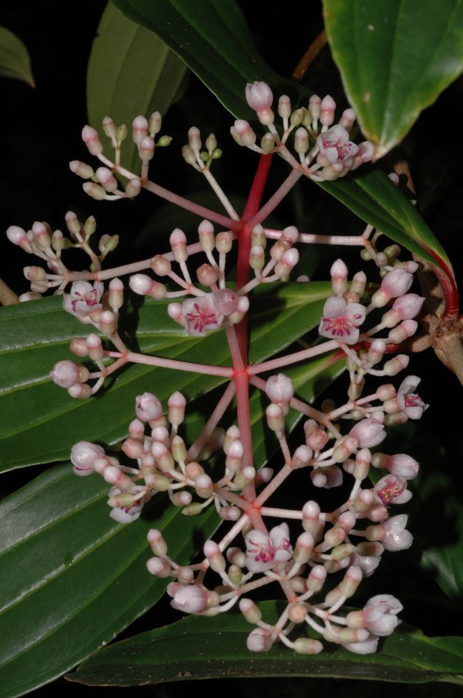 Melastomataceae Medinilla cumingii