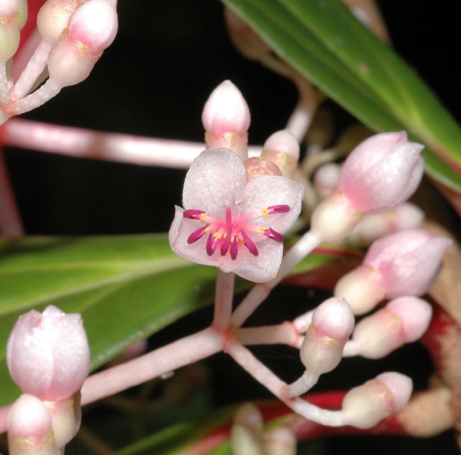 Melastomataceae Medinilla cumingii
