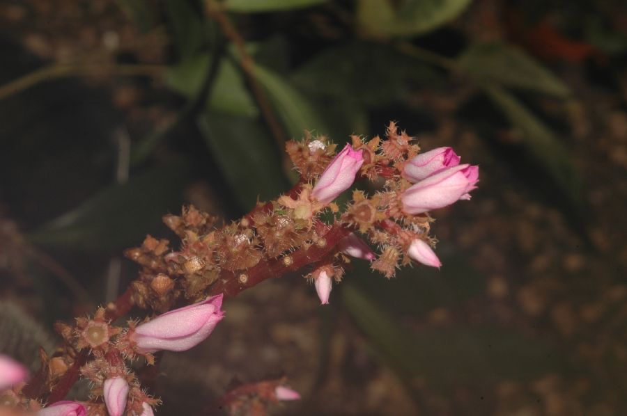 Melastomataceae Bertolonia 