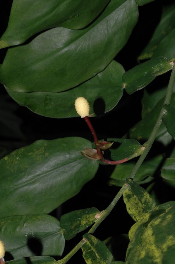 Araceae Pothos scandens