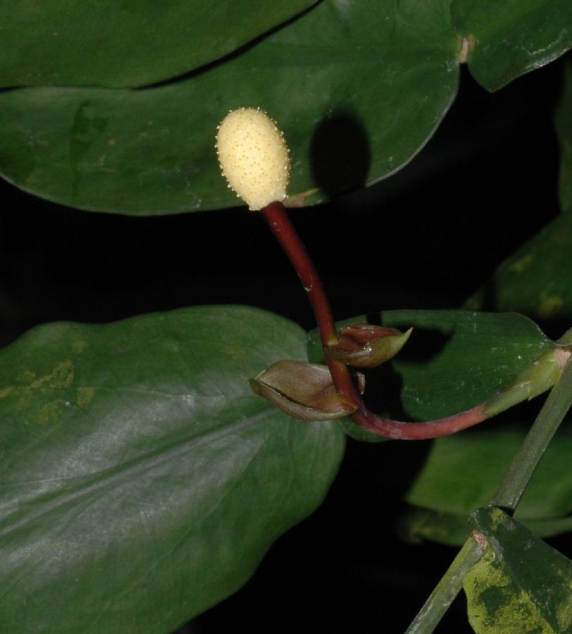 Araceae Pothos scandens