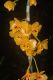 image of Dendrobium chrysanthum