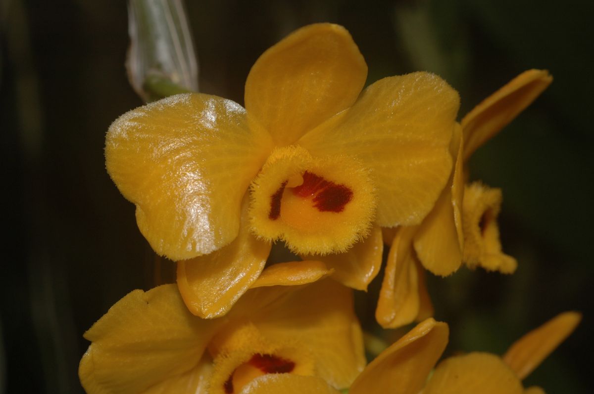 Orchidaceae Dendrobium chrysanthum
