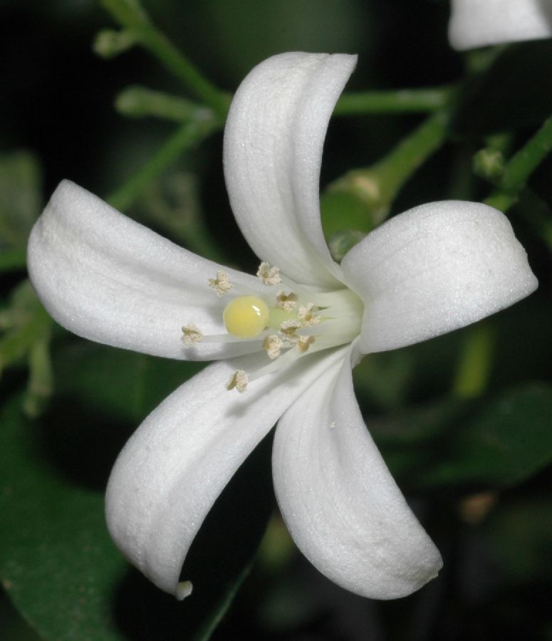Rutaceae Murraya paniculata