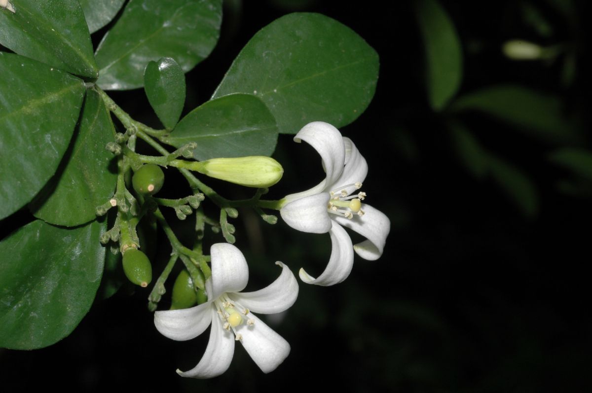 Rutaceae Murraya paniculata