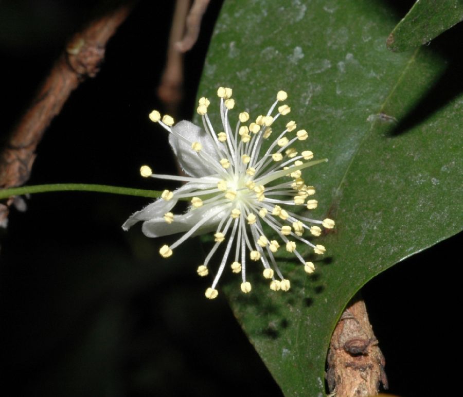 Myrtaceae Eugenia uniflora