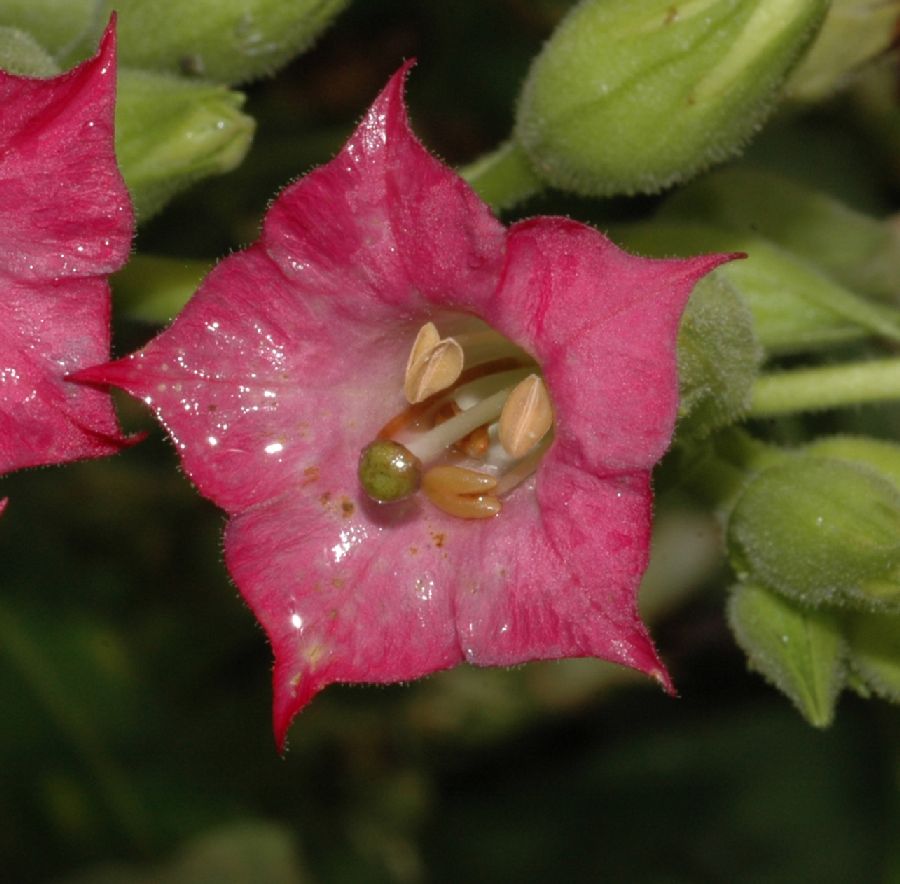 Solanaceae Nicotiana tabacum