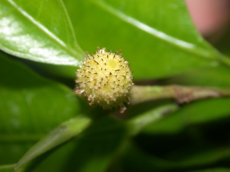 Moraceae Brosimum alicastrum
