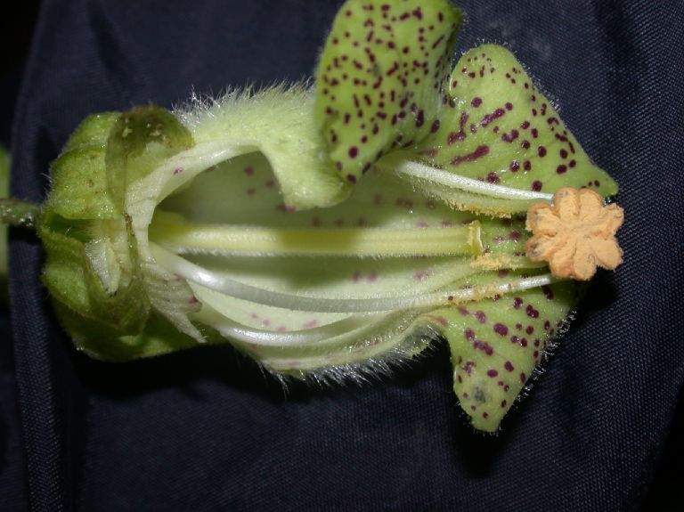 Gesneriaceae Capanea grandiflora
