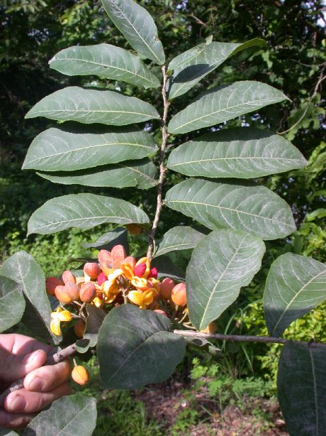Salicaceae Casearia corymbosa