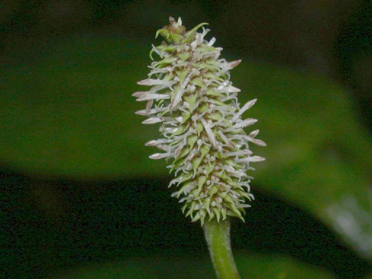 Piperaceae Piper saggitifolium
