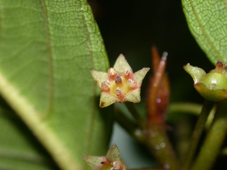 Rhamnaceae Rhamnus oreodendrum