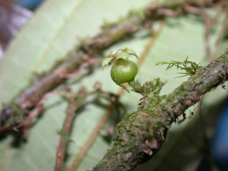 Melastomataceae Clidemia epiphytica