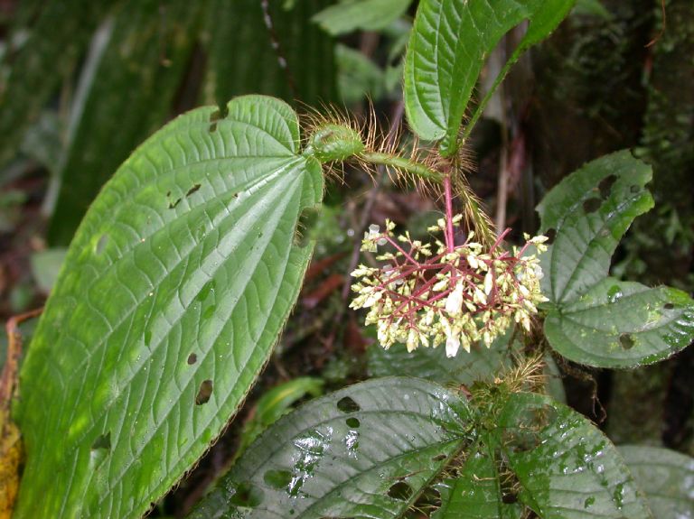 Melastomataceae Clidemia setosa
