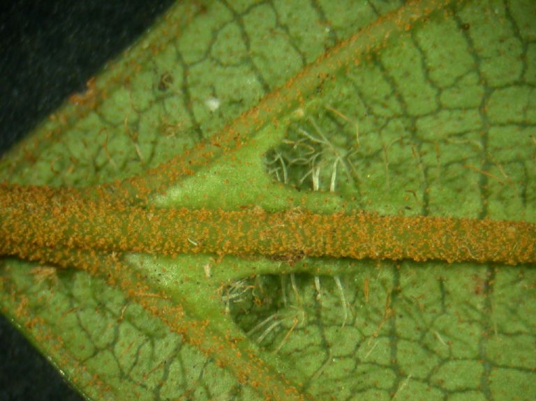 Melastomataceae Miconia biperulata