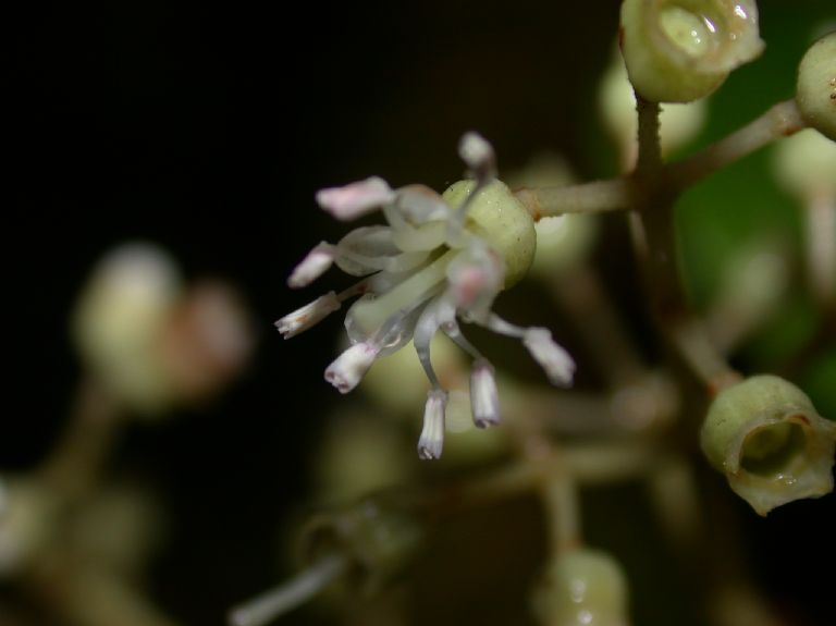 Melastomataceae Miconia tonduzii