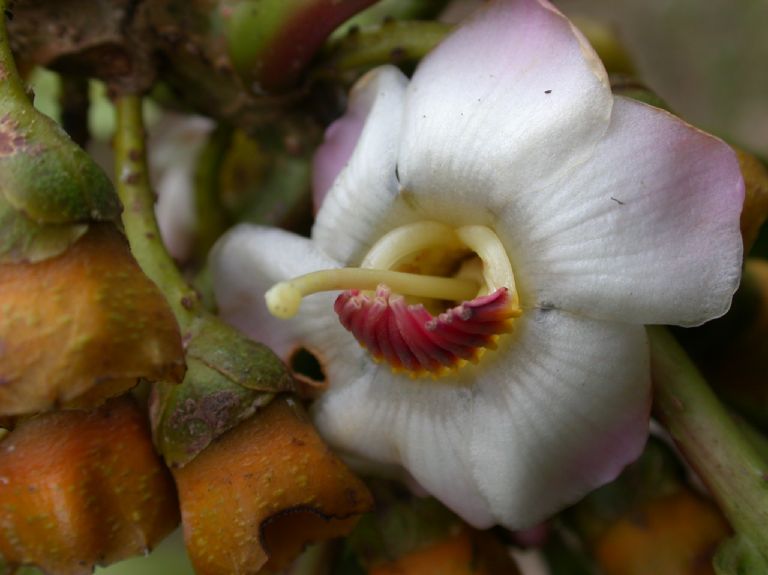 Melastomataceae Topobea maurofernandeziana