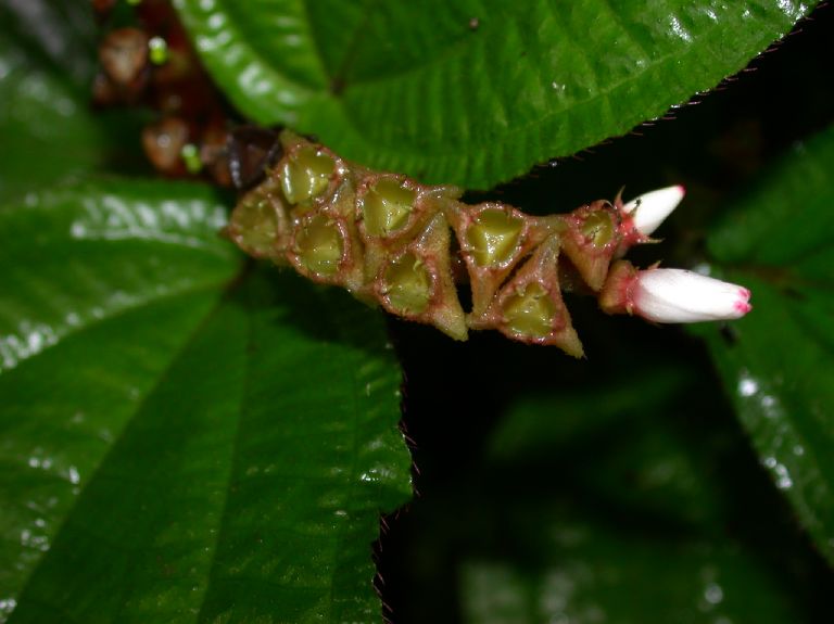 Melastomataceae Triolena hirsuta