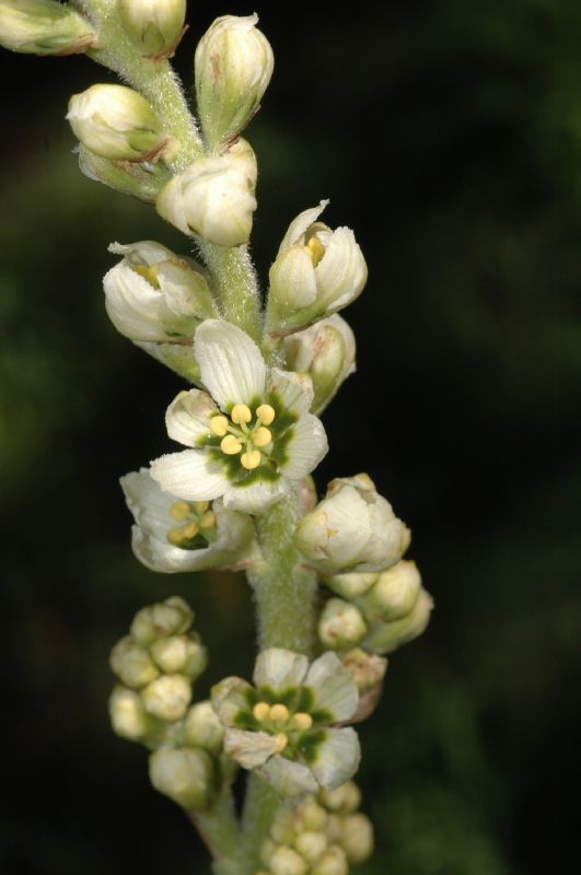 Melanthiaceae Veratrum californicum