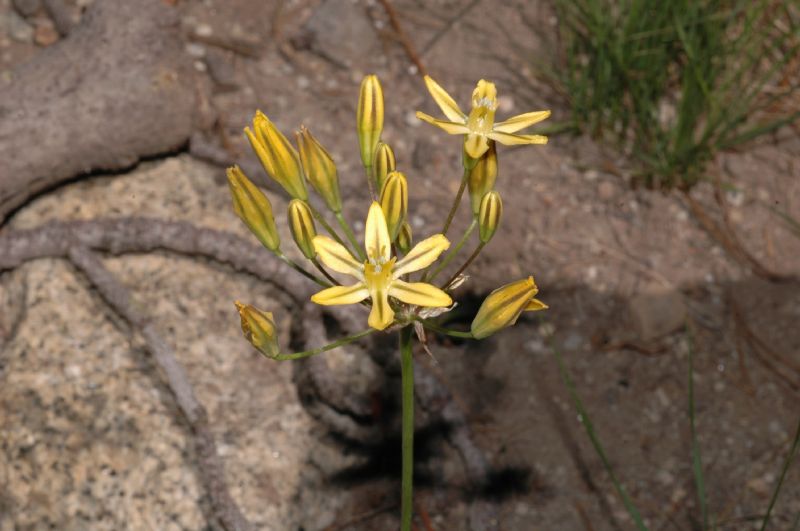Themidaceae Triteleia ixioides