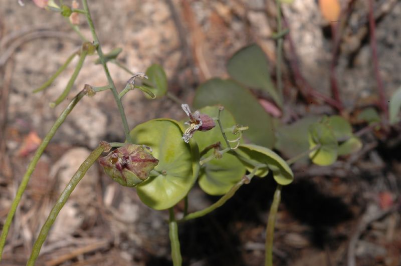 Brassicaceae Streptanthus 