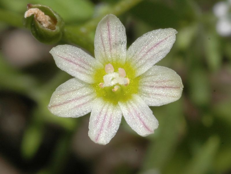 Montiaceae Lewisia 