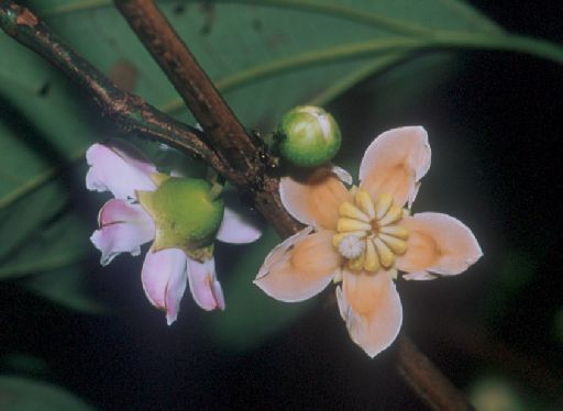Melastomataceae Bellucia axinanthera