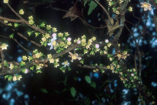 Melastomataceae Bellucia axinanthera