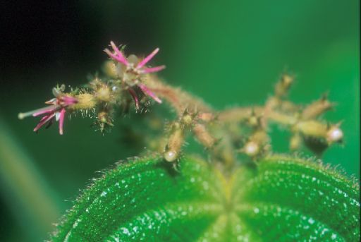 Melastomataceae Clidemia ciliata