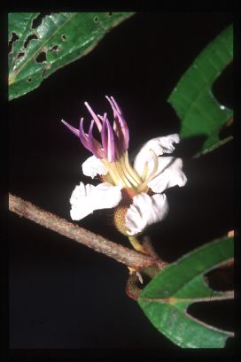 Melastomataceae Henriettea martiusii