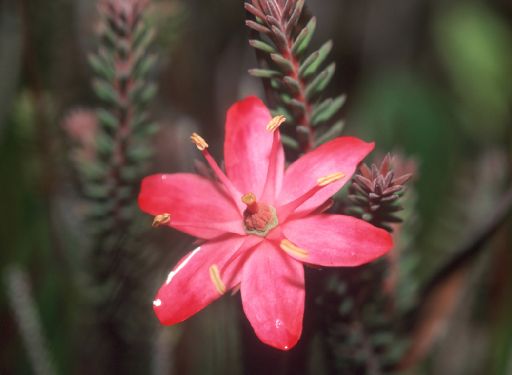 Ericaceae Ledothamnus sessiliflorus