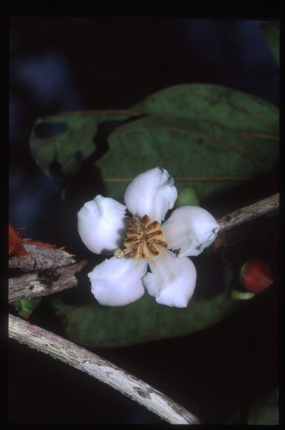 Melastomataceae Bellucia grossularioides