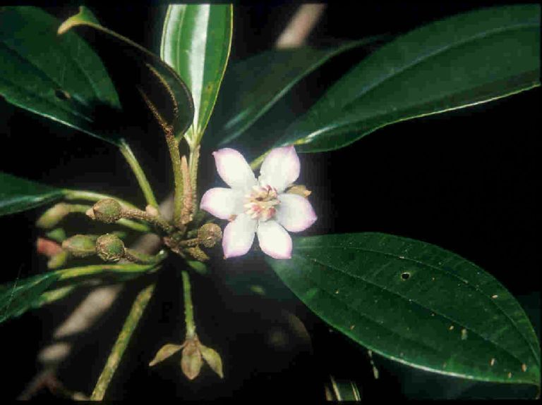 Melastomataceae Blakea schlimii