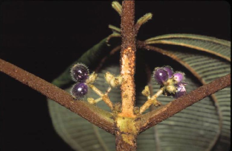 Melastomataceae Clidemia ampla