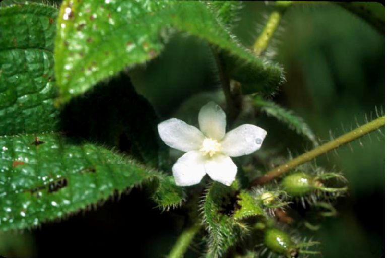Melastomataceae Clidemia hirta
