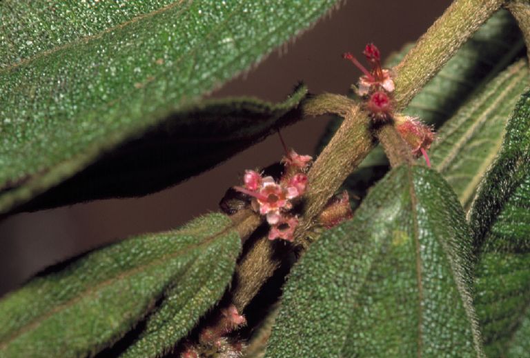 Melastomataceae Clidemia sericea