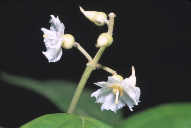 Melastomataceae Conostegia tenuifolia