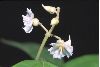 image of Conostegia tenuifolia