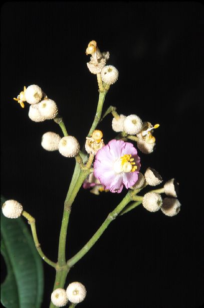Melastomataceae Conostegia biggibosa