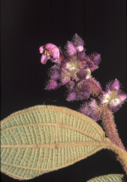 Melastomataceae Conostegia speciosa