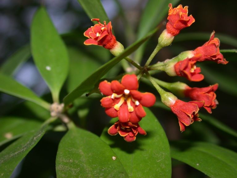 Primulaceae Jacquinia 