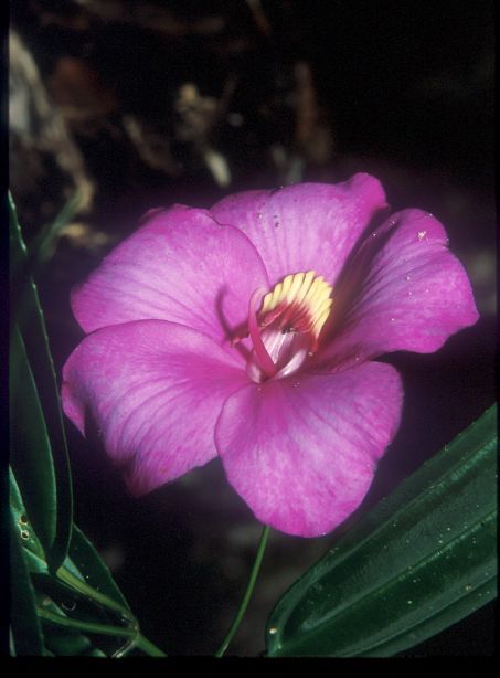 Melastomataceae Meriania grandifolia