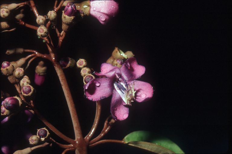 Melastomataceae Meriania urceolata