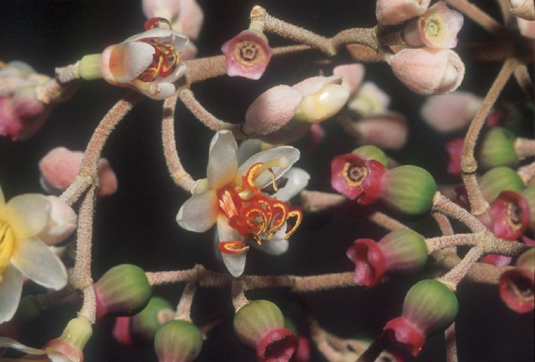 Melastomataceae Miconia dodecandra
