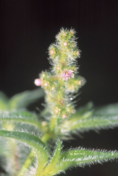 Melastomataceae Miconia lacera