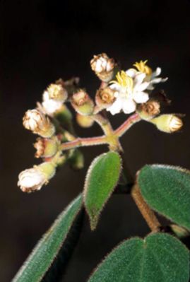Melastomataceae Miconia tuberculata