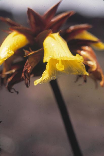 Xyridaceae Orectanthe sceptrum