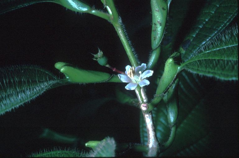 Melastomataceae Tococa macrophysca