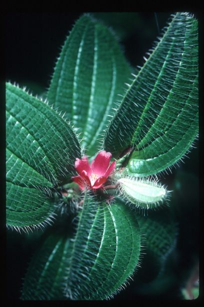Melastomataceae Tococa rotundifolia